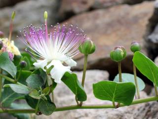 fiore cappero