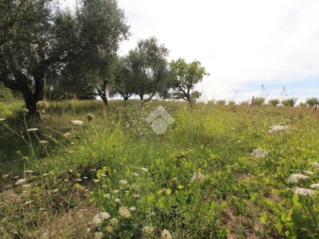 TERRENO AGRICOLO