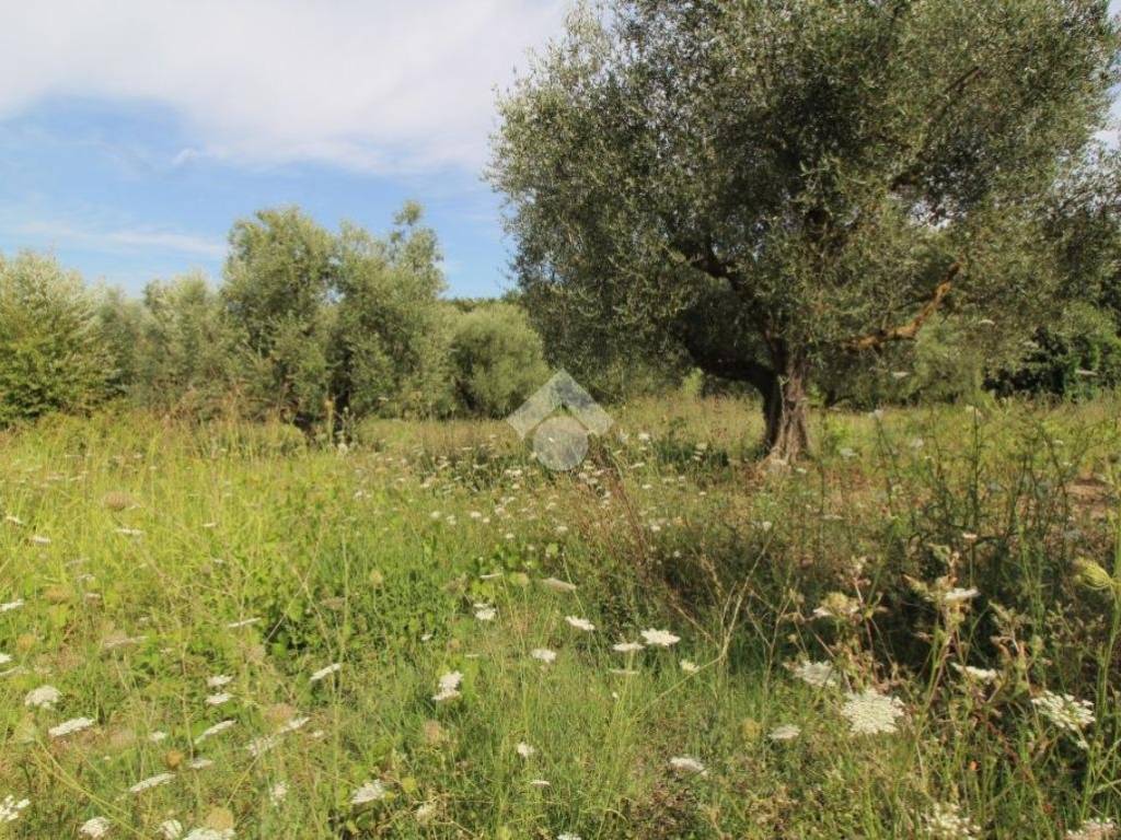 TERRENO AGRICOLO