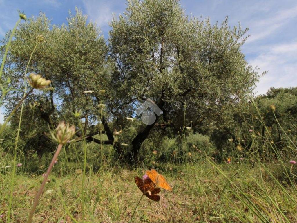 TERRENO AGRICOLO