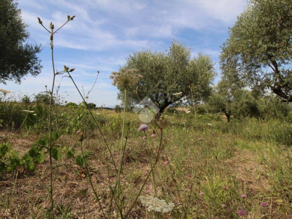 TERRENO AGRICOLO