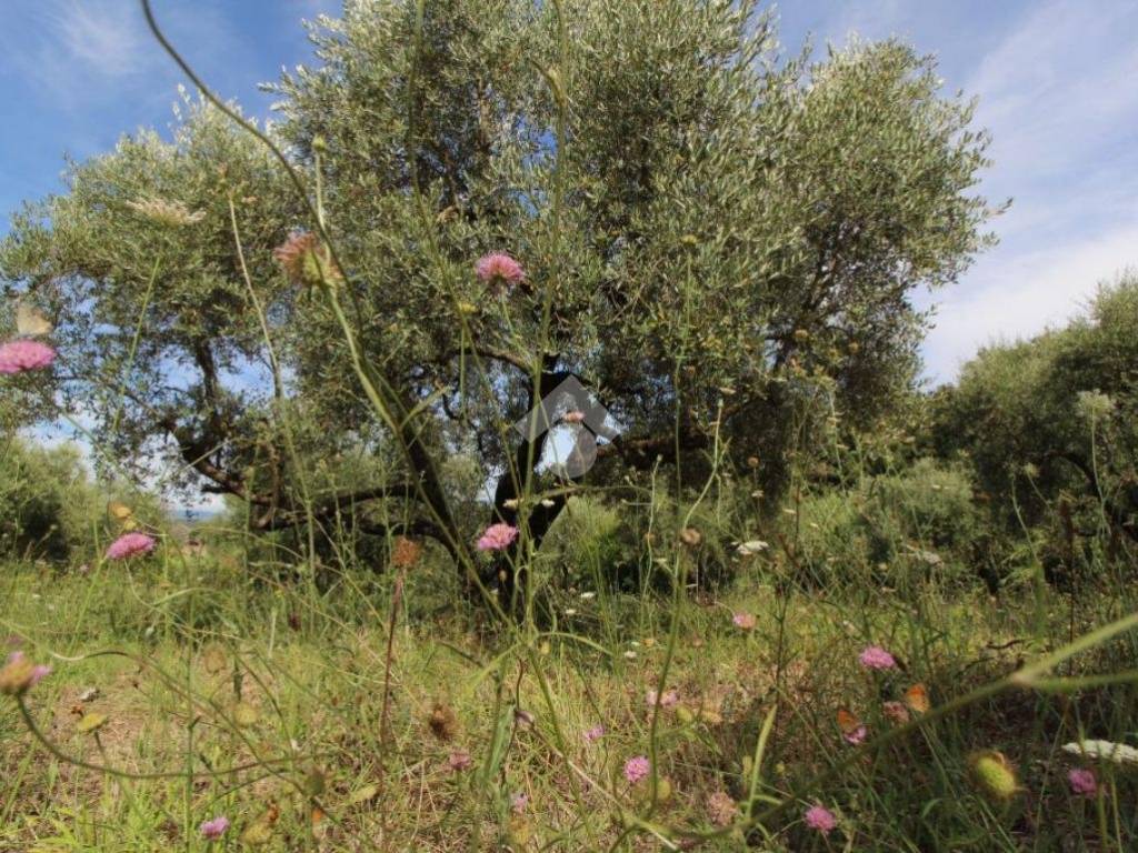 TERRENO AGRICOLO