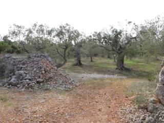 Terreno/Giardino