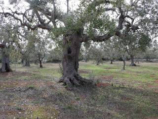 Terreno/Giardino