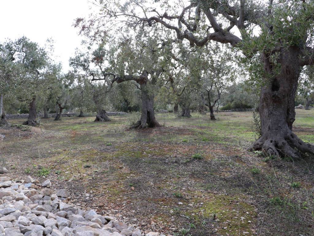 Terreno/Giardino