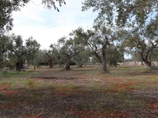 Terreno/Giardino