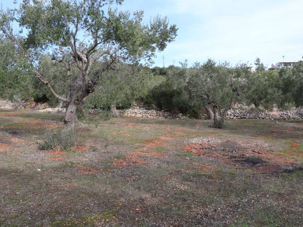 Terreno/Giardino