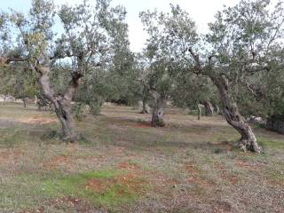 Terreno/Giardino