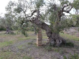 Terreno/Giardino