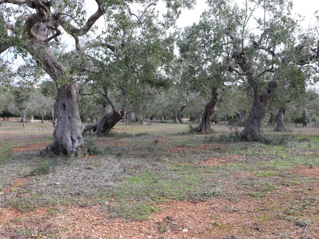 Terreno/Giardino