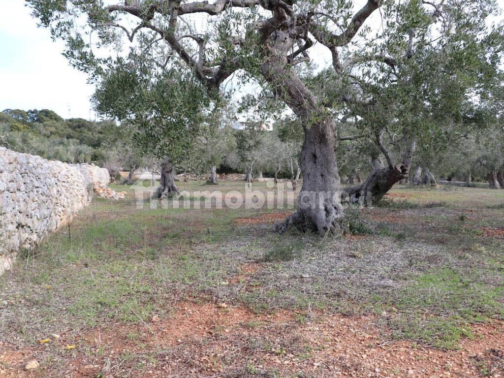 Terreno/Giardino