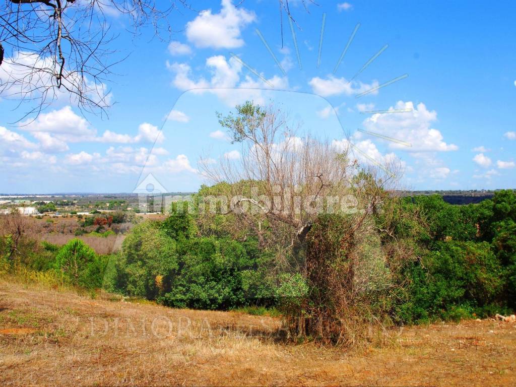 terreno con pajara