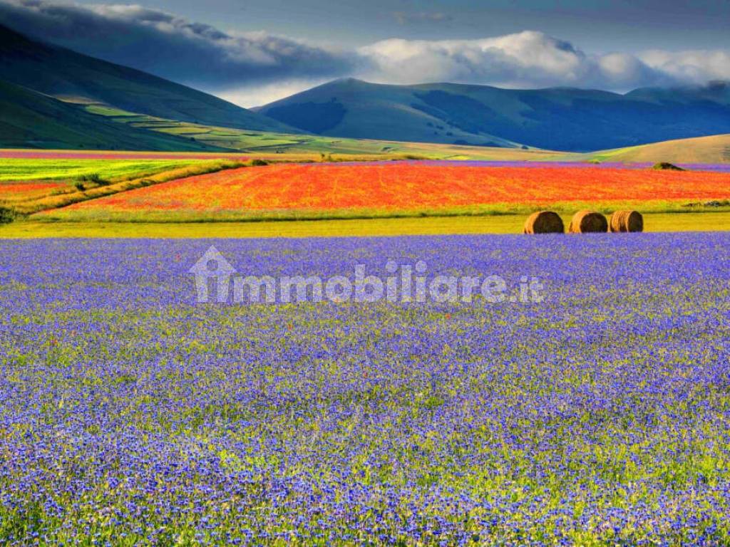 Castelluccio fioritura della lenticchia.jpg