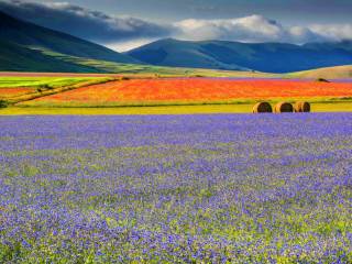 Castelluccio fioritura della lenticchia.jpg