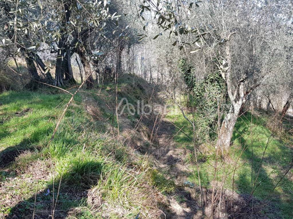 TE155_terreno_agricolo_uliveto_vendita_vezzano (10