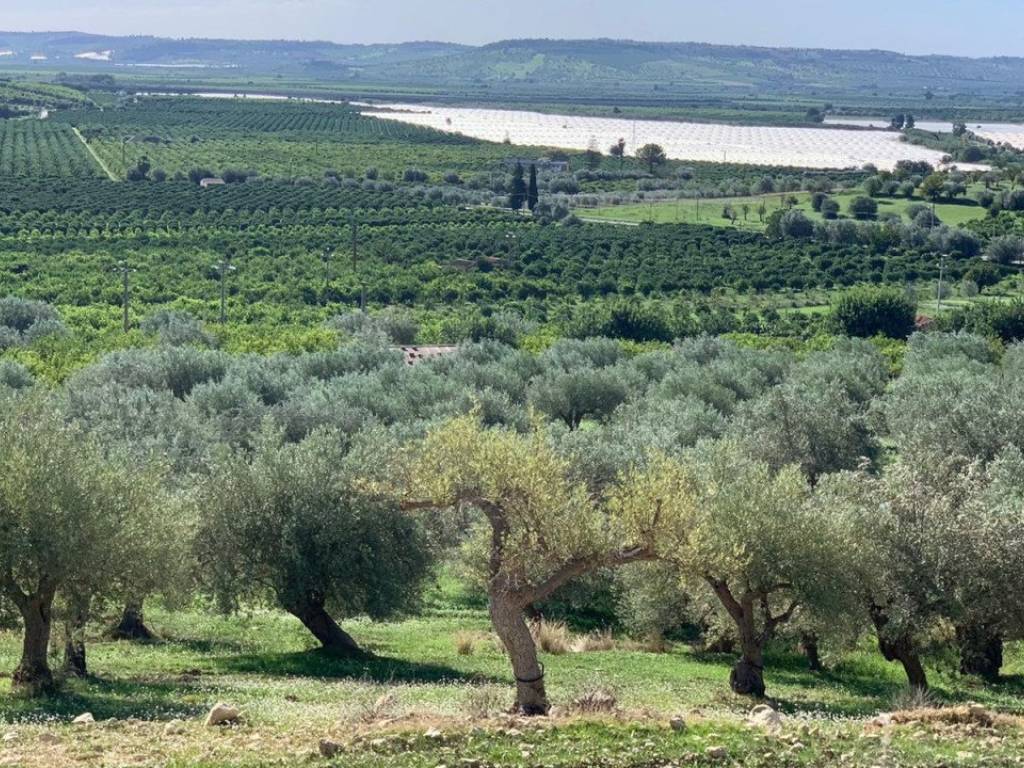 Terreno agricolo contrada tremaiali - monte renna, noto