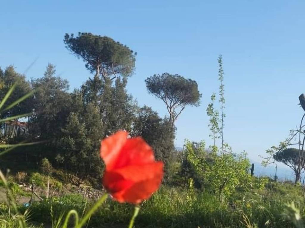 Terreno agricolo svincolo torre del greco, torre del greco