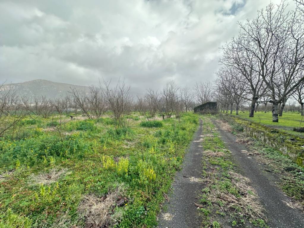 Terreno agricolo via tavernanova, palma campania