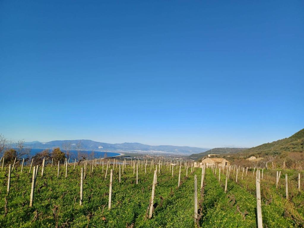 Terreno agricolo contrada spezzarello, pizzo