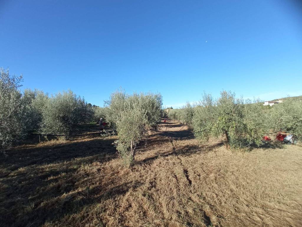 Terreno edificabile località carcaci, centuripe