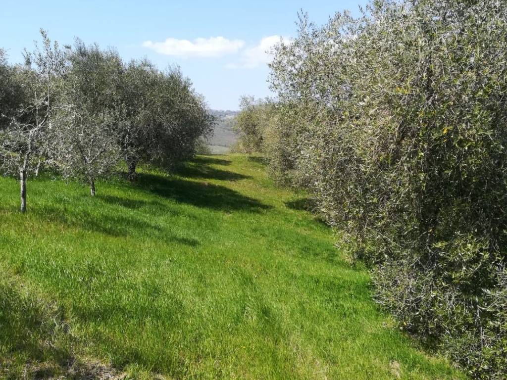 Terreno agricolo strada provinciale sovana snc, sorano