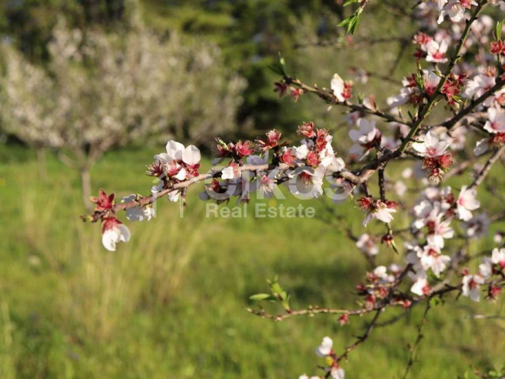 Antico casale in collina 04