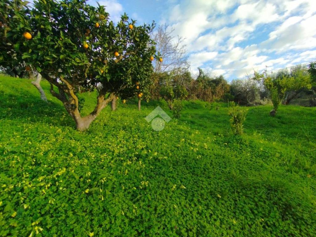 TERRENO CON AGRUMETO