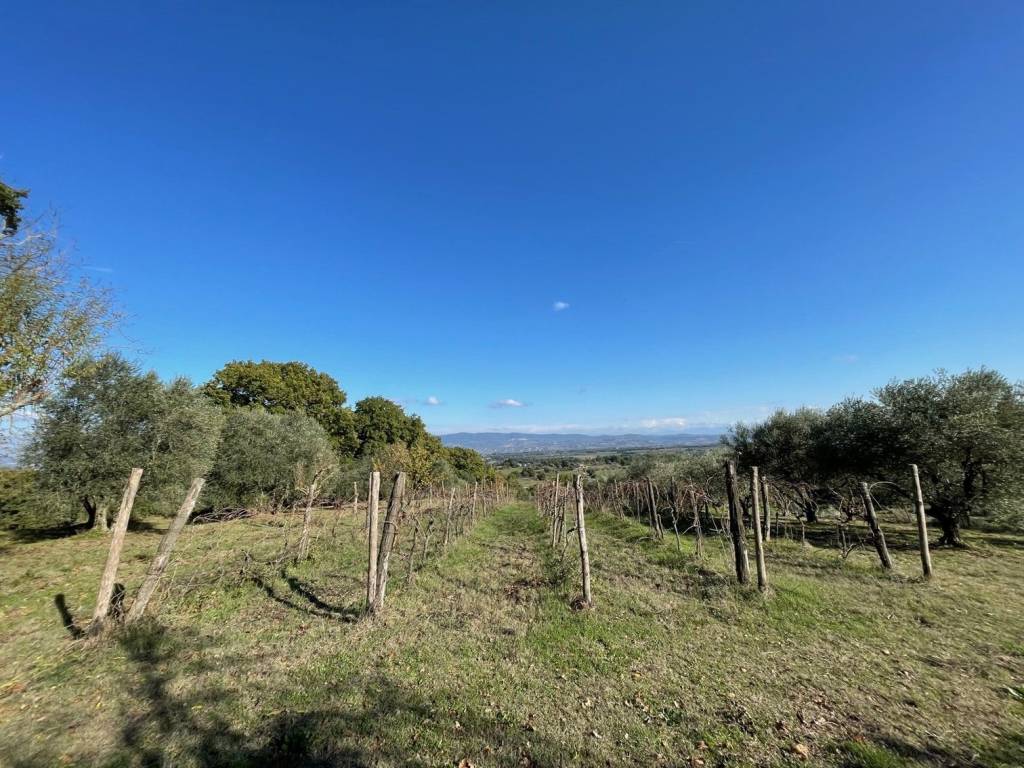 Terreno agricolo strada nozzallo, grotte santo stefano, viterbo