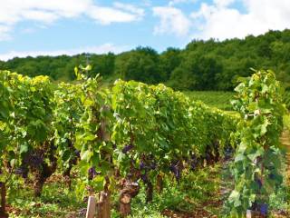 000  vineyard france