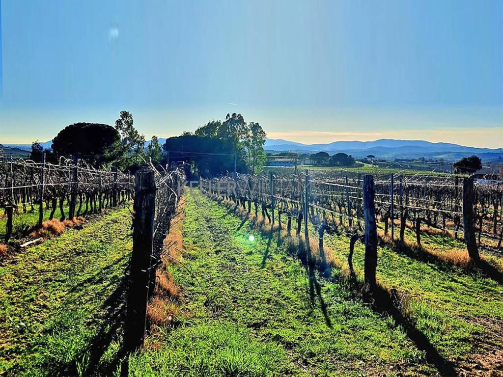 Terreno agricolo via di sassoscritto, roccastrada