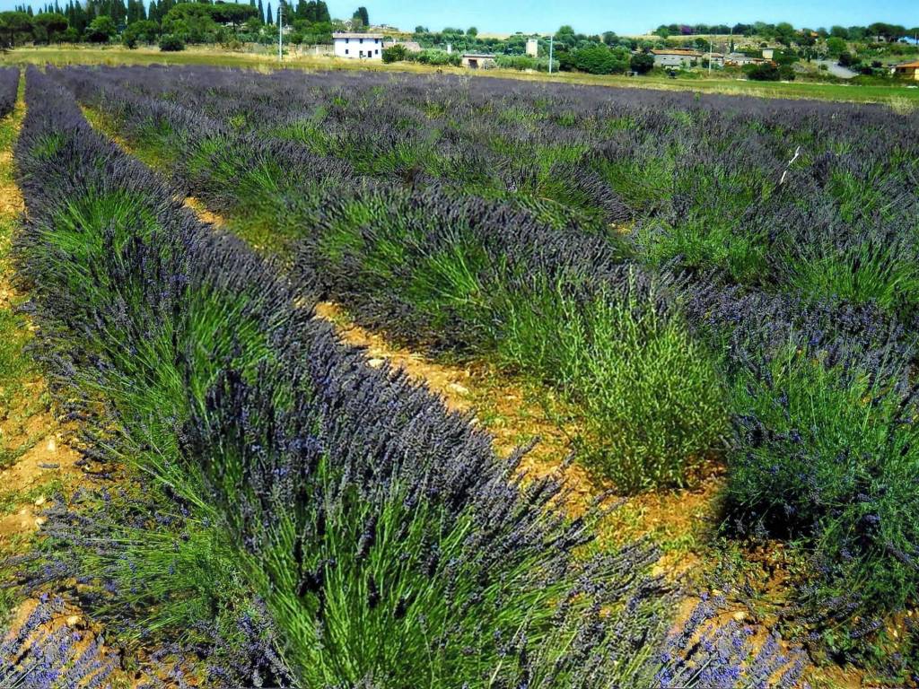 lavanda