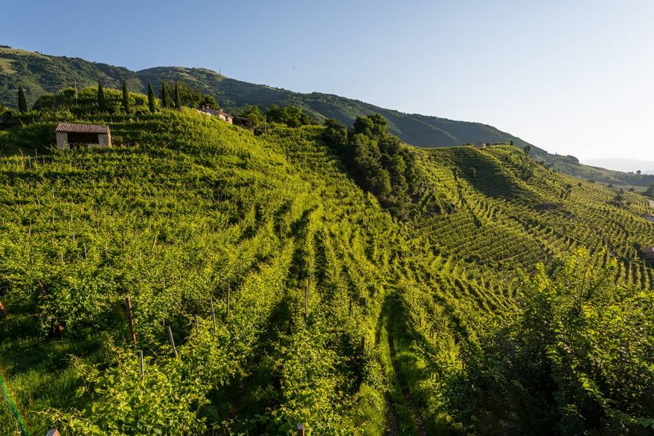 collina tenuta agricola.png