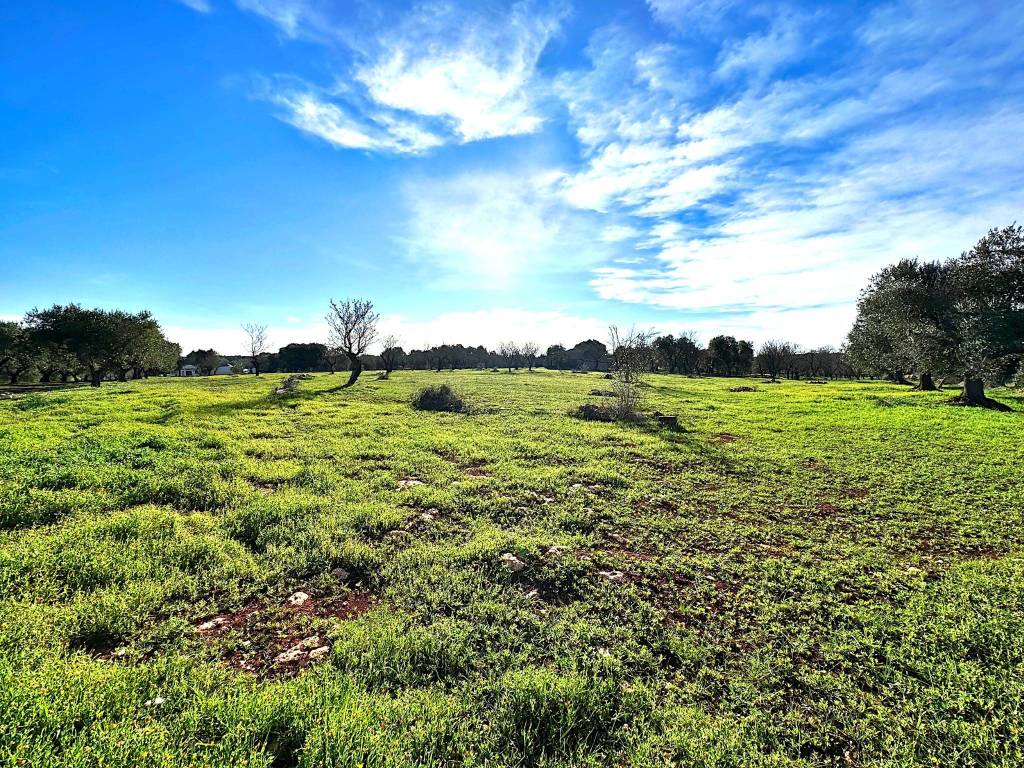 Terreno agricolo contrada donnagnora, santa caterina, ramunno, chianchizzo, ostuni