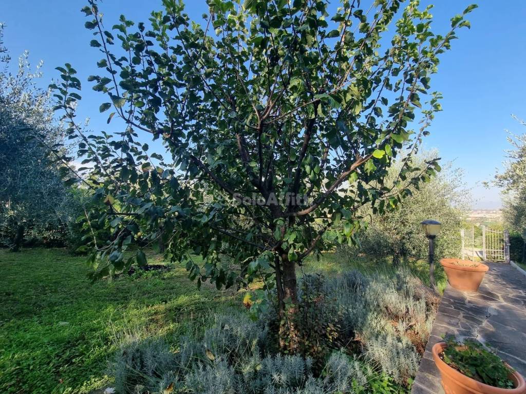 giardino in utilizzo condiviso con la proprieta