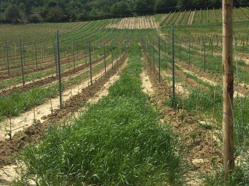 Terreno agricolo via campoloro, casola valsenio