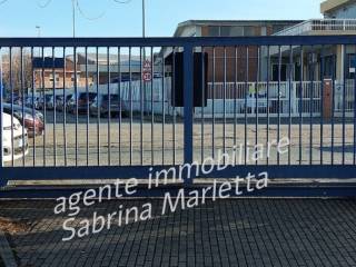 carraio comune