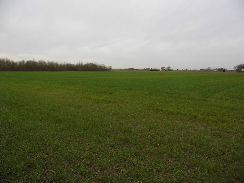 Terreno agricolo, san romualdo, ravenna