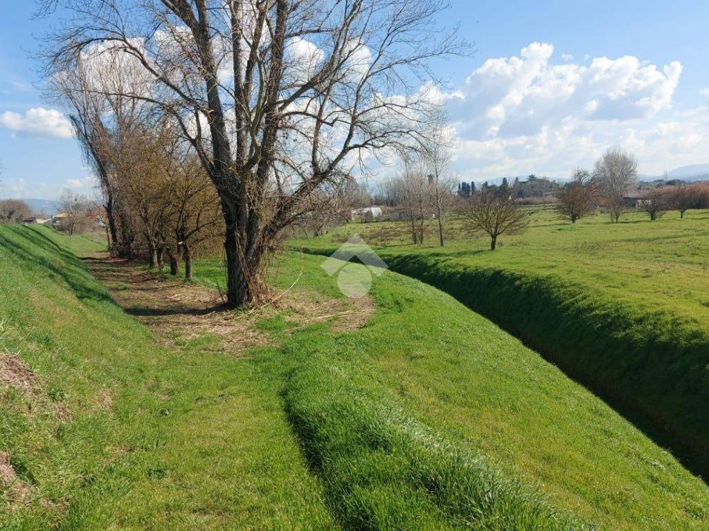 terreno con alberi