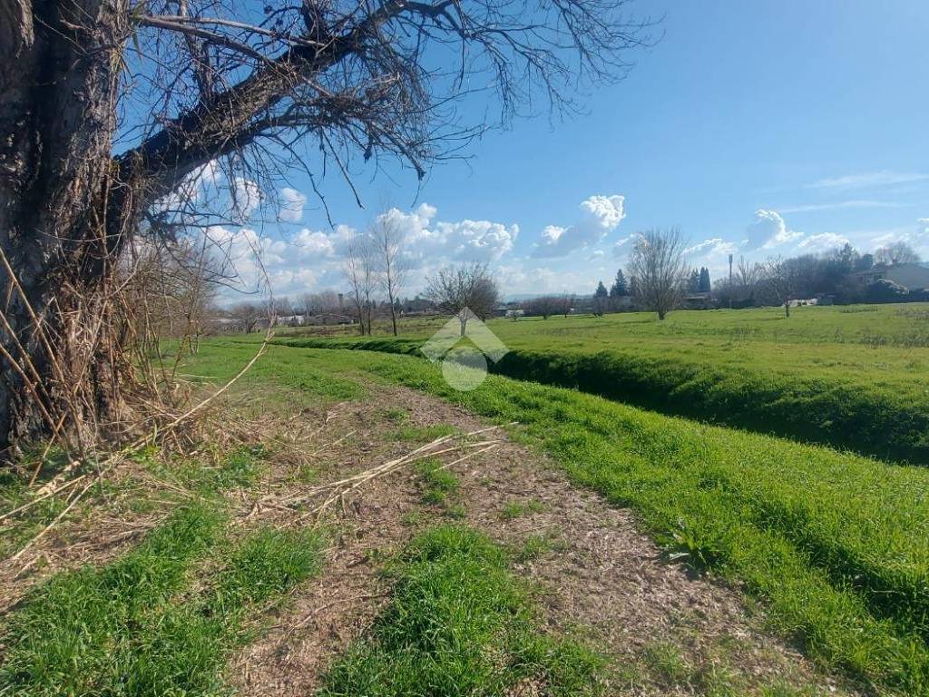 alberi sul terreno