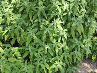 piante aromatiche - salvia officinalis