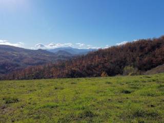 Circa 3 ettari di bosco privato