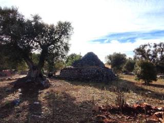 terreno con ulivi