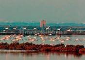 Valli di Comacchio