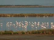 Valli di Comacchio