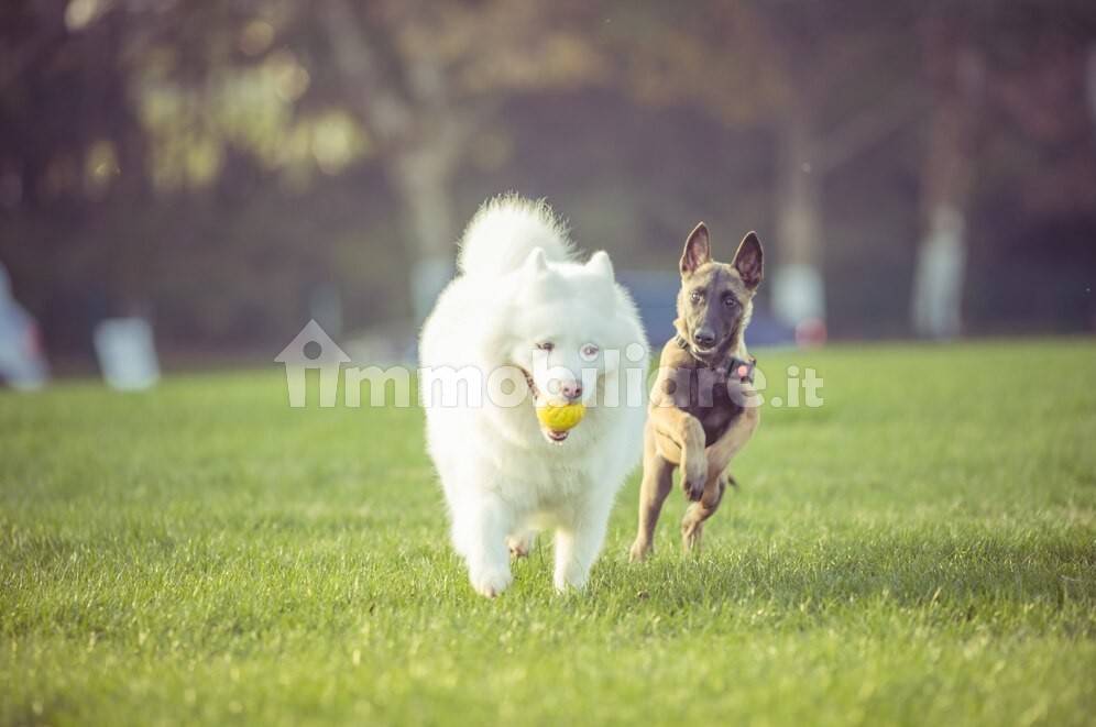 cani che corrono