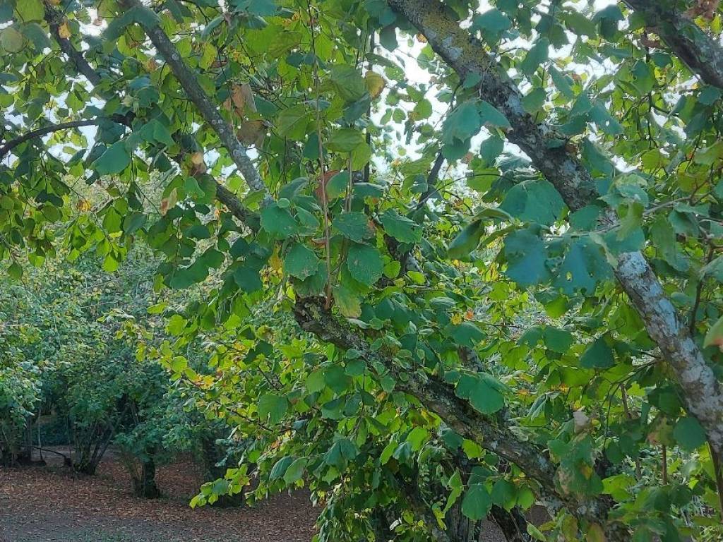 Terreno agricolo strada traversa della crocetta, soriano nel cimino