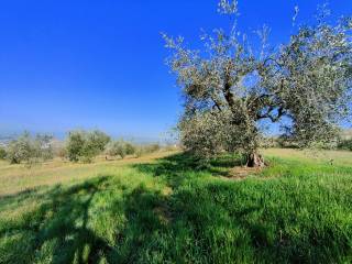 Terreni agricoli