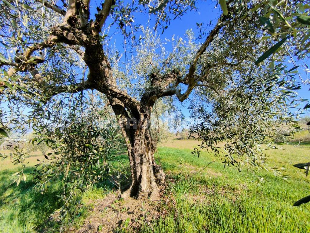 Terreni agricoli