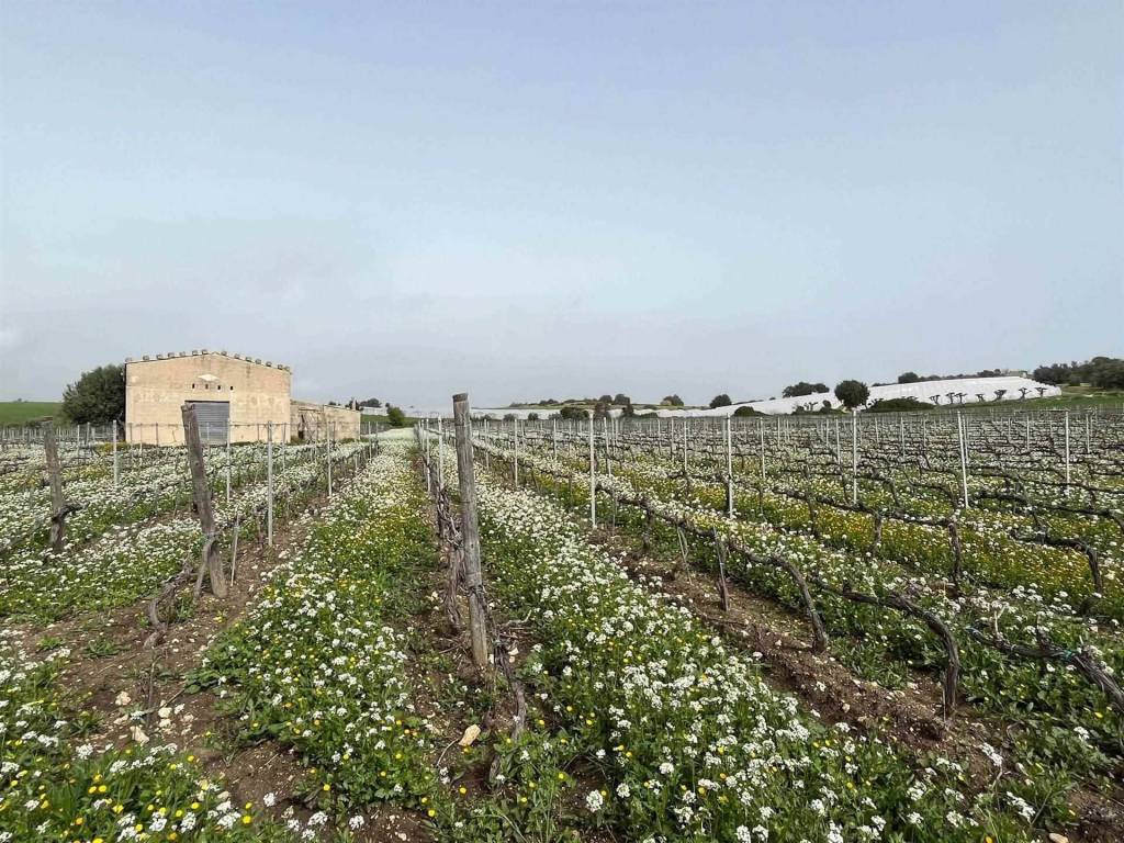 Terreno agricolo contrada buonivini, noto