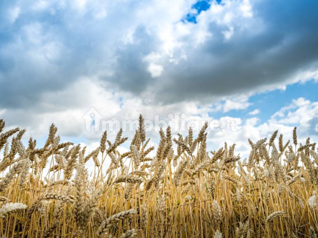 Vendita Terreno Agricolo